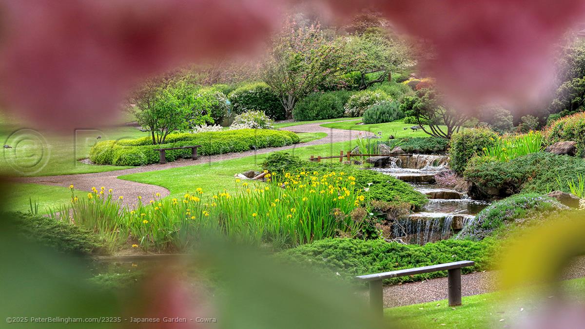 Peter Bellingham Photography Japanese Garden - Cowra